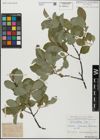 Foto von Salix glabra Scop.